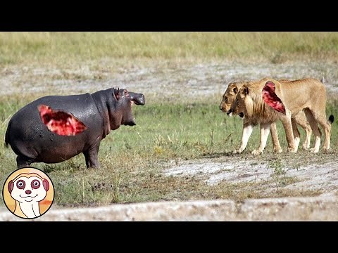 COMBATTIMENTI FEROCI TRA ANIMALI RIPRESI DA TELECAMERE