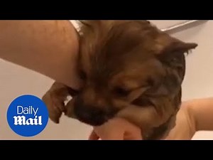 Adorable moment five-month-old puppy takes its first bath