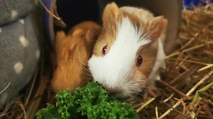 9K views · 3.9K reactions | Noisy Eaters!  | Cavy Corner | Facebook