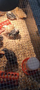 Chick update | The Shabby Shack