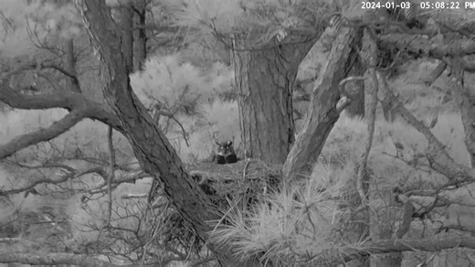 9K views · 367 reactions | We recently had a quick visit from a Great Horned Owl on our Eagle Cam nest. Listen for her hooting on the nest in the video. For several winters the owl couple has visited this nest, and we've even seen the male deliver small mammals to the female, but they've yet to lay eggs here. 黎黎 | Friends of Blackwater NWR | Facebook