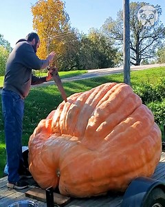18K views · 16 reactions | Gathering seeds from a gigantic pumpkin | Hungry Panda | Facebook