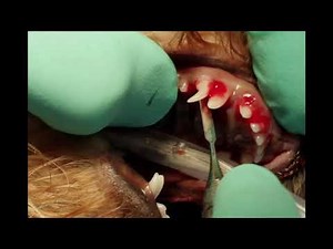 Deciduous Canine Extraction in a Dog