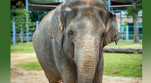 Houston Zoo: Asian elephant miscarried twin calves
