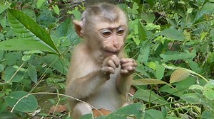 Cute girl baby Nori! Wound get well, Baby get strong and healthy back try finding food instead milk. | Vlog Monkey