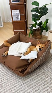 FUNNYFUZZY Mocca Pup Lounger Folding Mat Sofa Dog Bed is a great eco-conscious choice . The cushioned sofa dog bed can support dog joint health and is portable as it is crafted with a foldable design. | FUNNYFUZZY | Facebook