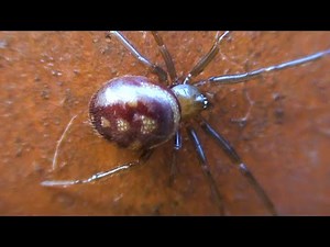 Steatoda Grossa - Cupboard Spider - Hackney London