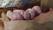 Close-up on newborn piglets fighting to suckle the sow's teats and...