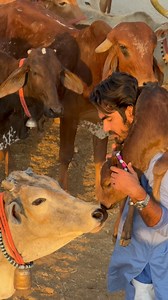 Radha kese nh jale 🙂‍↕️ | Radhey Kunj Kaamdhenu Gaushala