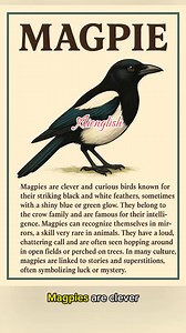 Magpie bird #MAGPIES | AI English