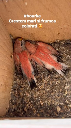 Generatie noua , #bourkeparrot | Exotice Lugoj