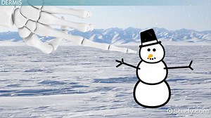 The Structure of the Skin