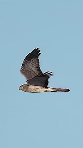 Young Male Northern Harrier aka Gray Ghost at Bolsa Chica Ecological Reserve. . . . #harrier #northernharrier #birdsofprey | Ta2020photography