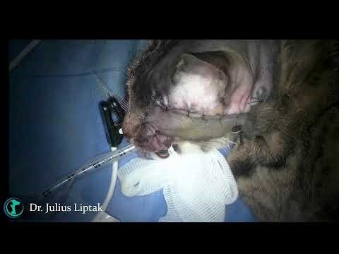 Wide Eyelid Mast Cell Tumor Resection in a Cat with Enucleation and Rotation Flap Reconstruction