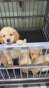 2.8K views · 14 reactions | Golden Triangle Pet Shop on Reels | Facebook