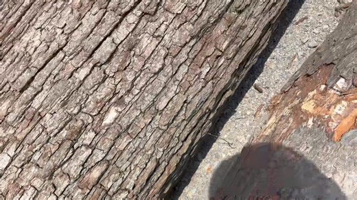 2.6K views · 27 reactions | Timber buyer tips! Wood ID | The American Woodshop | Facebook