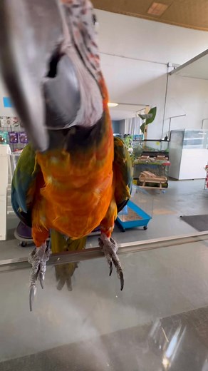 #CatalinaMacaw #MacawLove #MacawLife #MacawOfInstagram #ParrotLife #BirdLovers #ColorfulMacaw #FeatheredFriends #TalkingBirds #AvianBeauty | House of Exotics