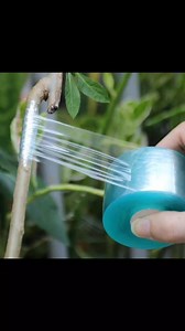 Budding/grafting tape k30 only -A Budding Tape is an essential tool for gardeners and horticulturists engaged in grafting and budding operations. -crafted to support the delicate process of plant development, -helps ensure successful vascular integration between stock and scion -promotes healthy growth and excellent results 0971148151/0972228721 | Lilayi Import and Agro Consultants