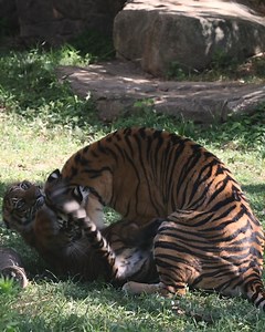 111K views · 7.5K reactions | While the cubs are growing fast, they’re still no match for Mom in wrestling!  祿‍♀️ | Nashville Zoo | Facebook