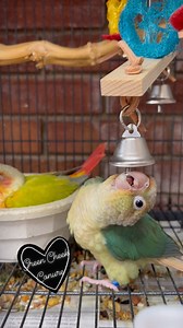 2.1K views · 184 reactions | 殺列 #greencheekconure #greencheekconures #greencheekconuresofinstagram #conure #conures #conurelove #conuresofinstagram #conuresofig #cutebirds #cuteanimals #happyparrot #parrot #parrots #parrotlife #loveparrots #parrotlove #parrotsofinstagram #parrotsofig #parrotstars #parrotstarsarlingtonheights | Parrot Stars | Facebook