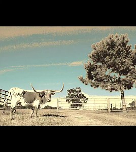 Amanda Smith Western Art on Reels