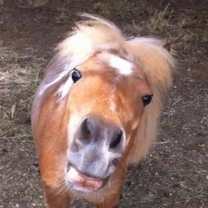 HAPPY FRIDAY! | Trinity Rescue and Equine Sanctuary