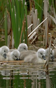 138K views · 9.6K reactions | Swan cygnets navigating a reed bed on their first ever swim 廉廉 #muteswan #swan #robertefuller #discoverwildlife | Robert E Fuller | Facebook
