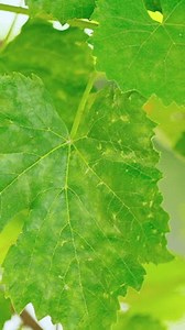 Powdery Mildew On Leaves Grape Plant ஸ்டாக் ஃபுட்டேஜ் வீடியோ (முழுவதும் உரிமைத்தொகை-இல்லாதது) 3638556789 | Shutterstock