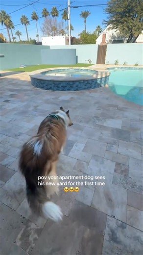 he’s still getting used to the yard concept in the new house🥹🥹 | Olivia love