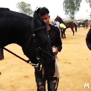 2.4K views · 31 reactions | Kaazim marwari champion stallion jis bhi show may gaya champion he bnaa punjab badhhowal show may 1stpoditon | Gautam Joshi | Facebook
