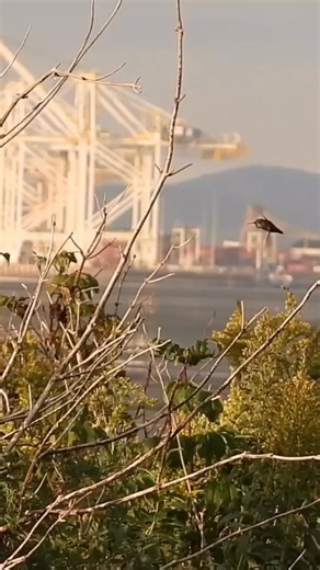 Annas hummingbird Delta BC 🇨🇦 17 Sept 2025 Wild Vancouver - virtual nature walks with Pacificnorthwestkate | Pacificnorthwestkate