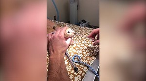 Vet pulls a huge wriggling bug out of kitten's nose