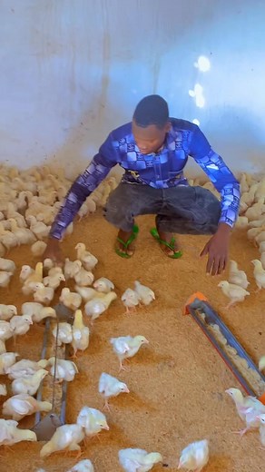 79K views · 446 reactions | L’argent  #videoviralシ #élevage #poussin #formation #poussinchair #chair #Poulet #pouletdechair | Ibrahim Ouedraogo | Facebook