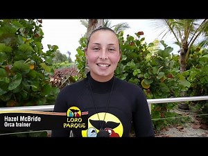 Orca Morgan - English