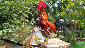 rooster crowing sound effect | different rooster sounds | rooster crowing compilation plus. . . . Rooster Crowing,Rooster crowing sounds Effect,Chicken, dance, house, Singing, Dancing, funny, animals, talking, Original, Electro, Original Mix, Electronic, chicken song, canzone, chicken son geco remix, chicken song original, jgeco, geco, Trance, Minimal, Drum, Tech, Deep, Dub,Pigeons Rooster Crowing, 20 Rooster crowing, rooster crowing, rooster crowing alarm, rooster crowing funny, rooster crowing