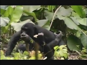 bonobos & chimps