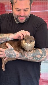 14K views · 4.6K reactions | Ever Wonder What It Means When We Say Play With Our Otters & Hold One? Here Ya Go! Book Your VIP Tour NOW at AnimalEDventures.com play w/Otters Hold one get a Behind The Scenes VIP Tour of our Walkthrough SAFARI Location feed porcupines, Camels Kangaroos, Capybaras & sooooo much more! Located in Boynton Beach Fl RESERVATION ONLY | Animal EDventure Park & Safari | Facebook