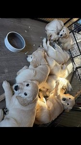 Looking for free Golden Retriever puppies for adoption? These sweet puppies are raised in a caring family environment, making them friendly, playful, and intelligent. Each puppy is healthy, vaccinated, and vet-checked. Golden Retrievers are loyal, affectionate, and loving, perfect for families, singles, or seniors. Whether you are searching for Golden Retriever puppies near me, purebred Golden Retrievers, or family-raised adoption puppies, these pups are ready to bring happiness and companionshi