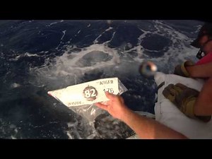 Blue marlin catch and release video from 82nd Alabama Deep Sea Fishing Rodeo