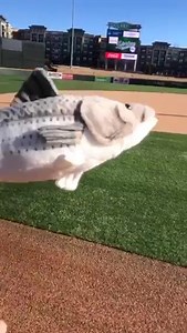 ❗️ MYSTERY BOBBLEHEAD GIVEAWAY ❗️ Drop your best fish puns / jokes below for a chance to win! ⬇️ | Gwinnett Stripers