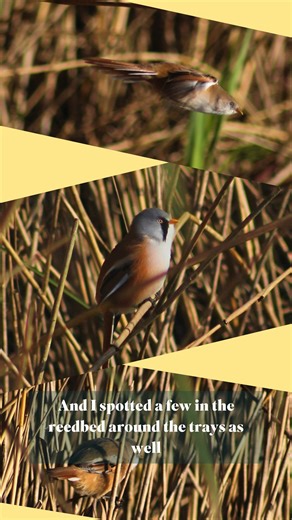 Bearded Tit season is well and truly under way with lots of sightings at both sets of grit trays. For anyone who hasn't visited yet, here is a little taster video by Joe. #beardies #autumn #nature #moustache | RSPB Leighton Moss