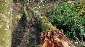 Devon Botanic Garden devastated by Storm Bert
