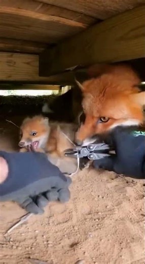 Hand Freeing a Fox Kit and the Mother Lunges