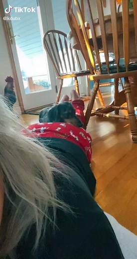 Girl farts on Dog face. (dog shocked)
