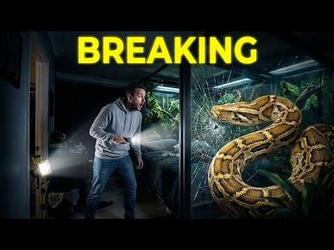 This Hidden Burmese Python Enclosure Problem Makes Them Refuse Food