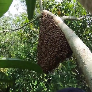 The Sting of Summer: Collecting Dangerous Bees from Villages #Sting #bees #stung #bee #summer #video #harvest #foryou | Bees Reels