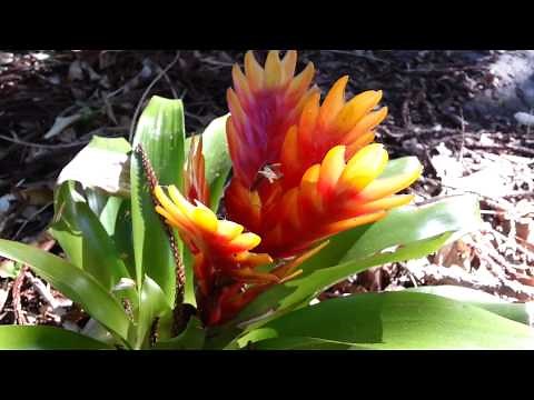 Bromeliad - Vriesea splendens - Flaming Sword - Top 10 Bromeliads HD 21