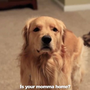 2.4M views · 1.2K reactions | Adorable Golden Retriever welcomes marine home after being deployed  Newsflare | UNILAD | Facebook