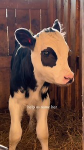 5K views · 67 reactions | Who could resist those eyes? In the rolling...