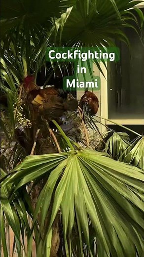 Cockfighting in Miami Metromover 🤭🐓🐔 #miami #cockfight #cock #metromover #cockfighting #waymo